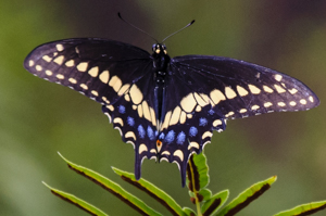 Eastern Black Swallowtail - Papilio polyxenes